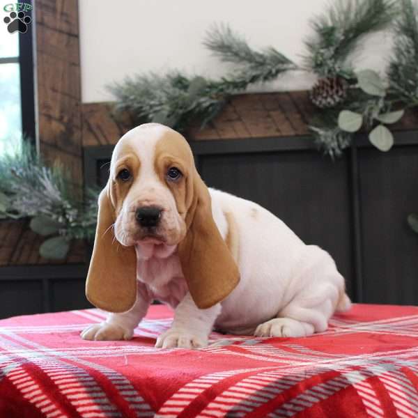 Scooter, Basset Hound Puppy